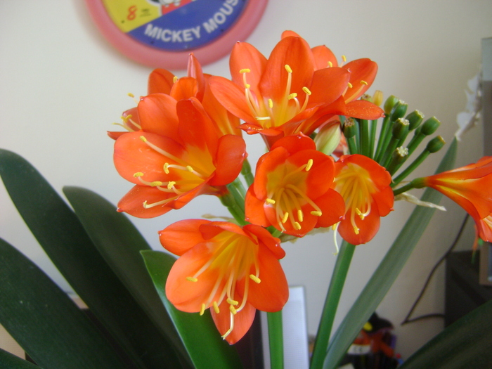 clivia - florile mele 2011