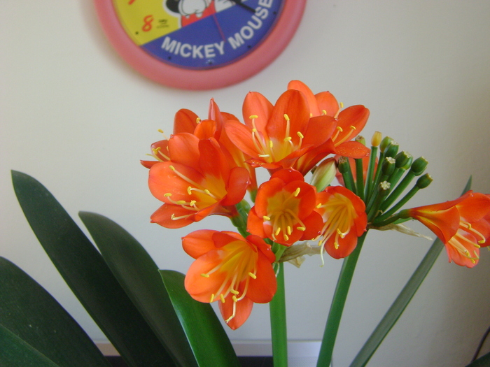 clivia - florile mele 2011