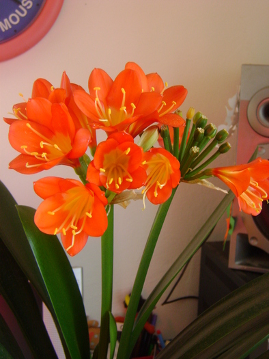 clivia - florile mele 2011