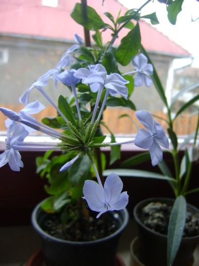 plumbago - florile mele 2011