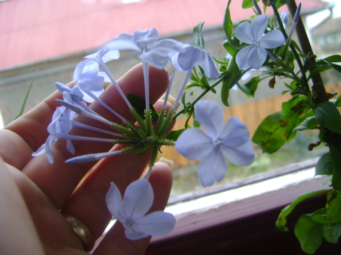 plumbago - florile mele 2011