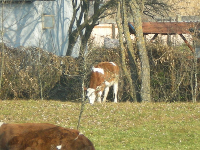 658 - Toamna in gradina