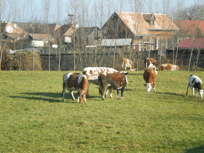 661 - Toamna in gradina