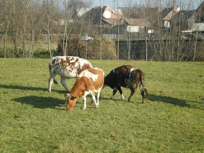 662 - Toamna in gradina