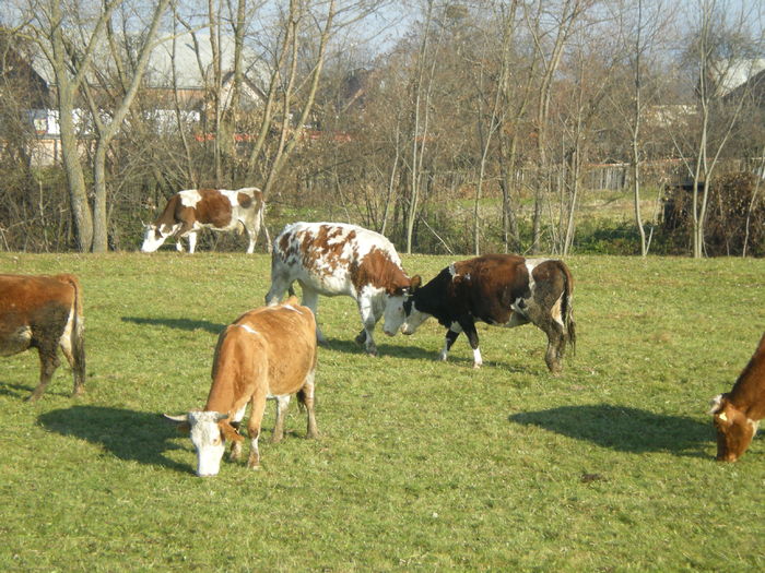 664 - Toamna in gradina