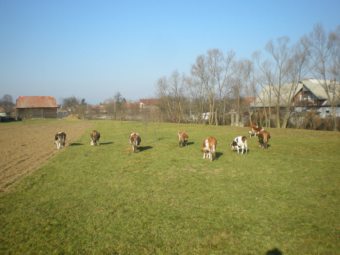 673 - Toamna in gradina