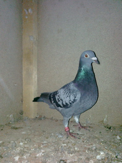 femela reproductie; femela reproductie
