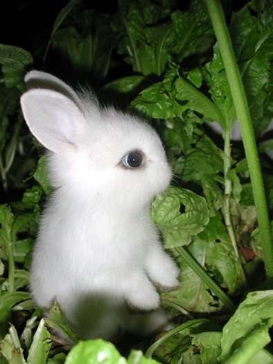 little bunny