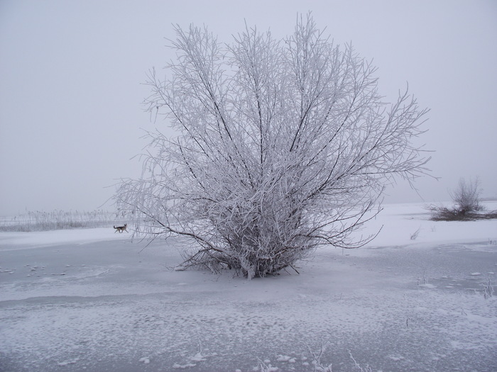 salcia in ghiata - somova delta dunarii foto