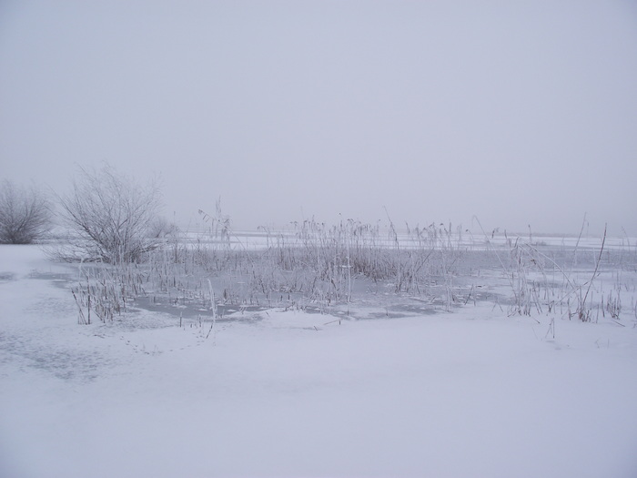 DSCF1919 - somova delta dunarii foto