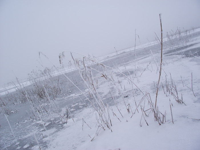 stuf - somova delta dunarii foto