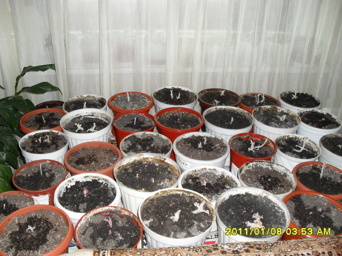 Gloxinii scoase de la iernat-20011 - Flori 2011