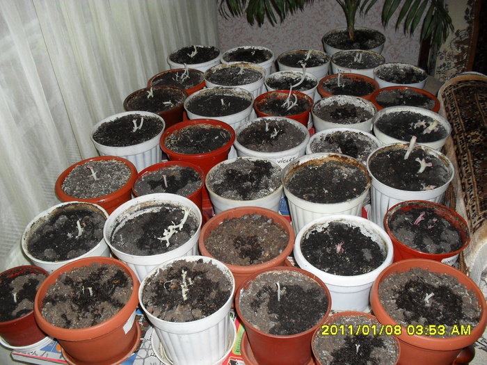 Gloxinii scoase de la iernat-20011 - Flori 2011