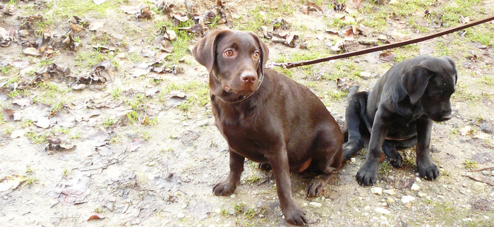 tarricica si pepper - Labrador Ciocolatiu-Tarra