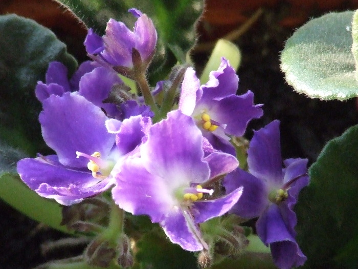 Picture 005 - violete