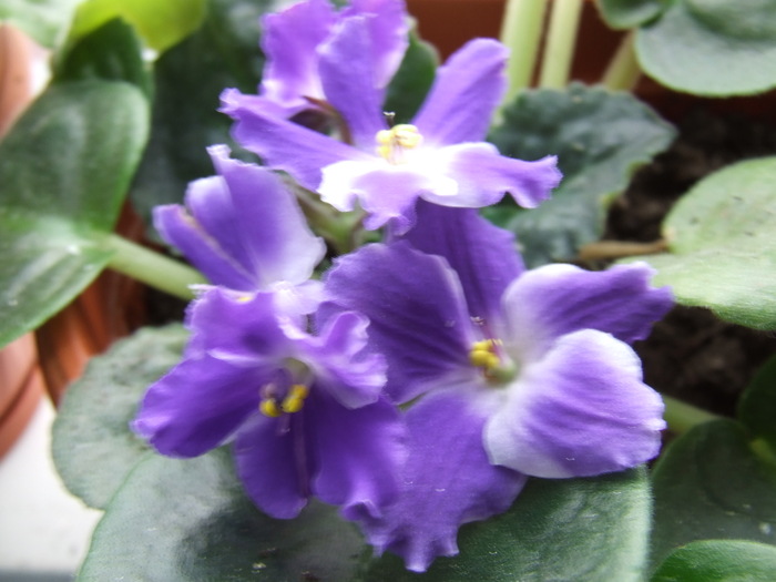 Picture 012 - violete