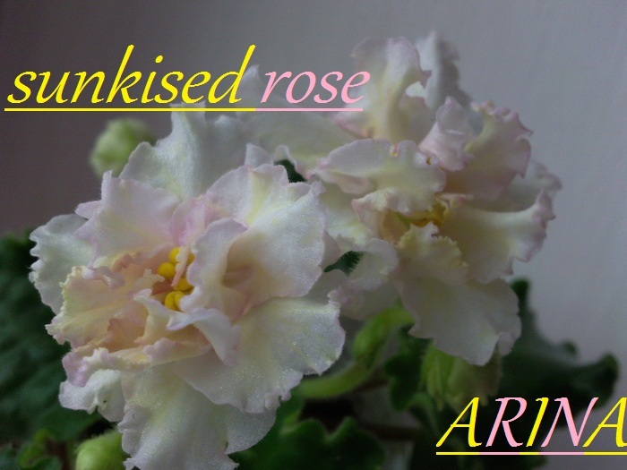 S. ROSE