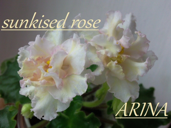 SUNKISED ROSE - SUNKISSED ROSE