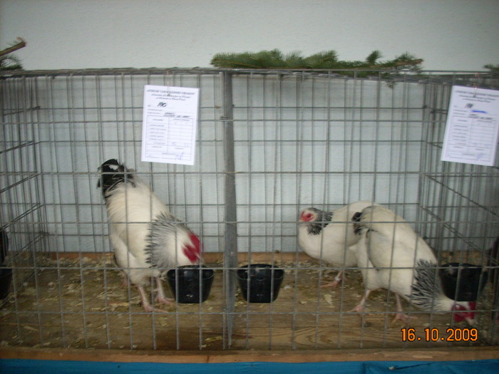 expo2010 brasov (6); sussex pitic alb - gri
