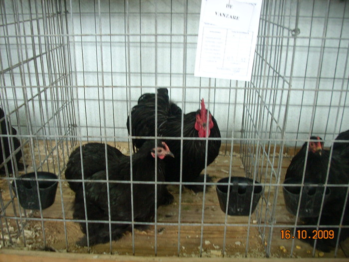 expo2010 brasov (13); conchinchina pitic negru
