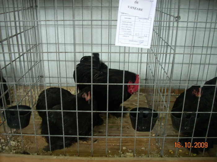 expo2010 brasov (14); conchinchina pitic negru
