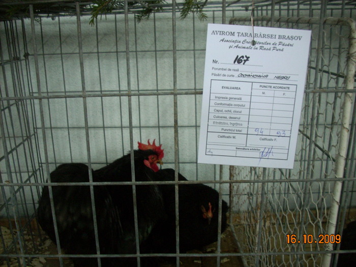 expo2010 brasov (15); conchinchina pitic negru
