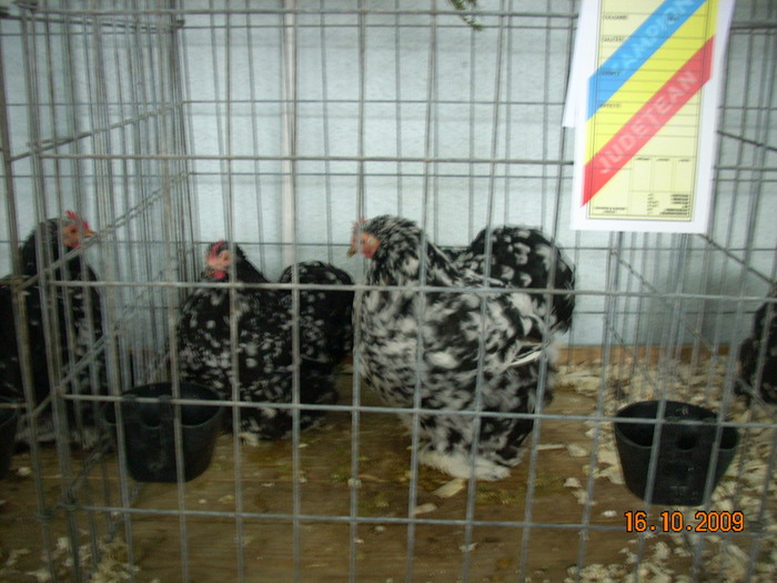 expo2010 brasov (16); conchinchina pitic alb- negru
