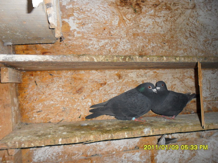 pe acestia, mi-au mancat o pisica