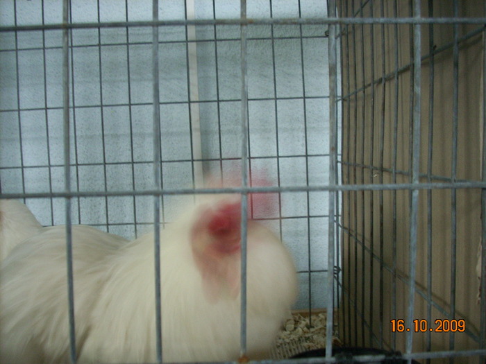 expo2010 brasov (25); conchinchina pitic alb
