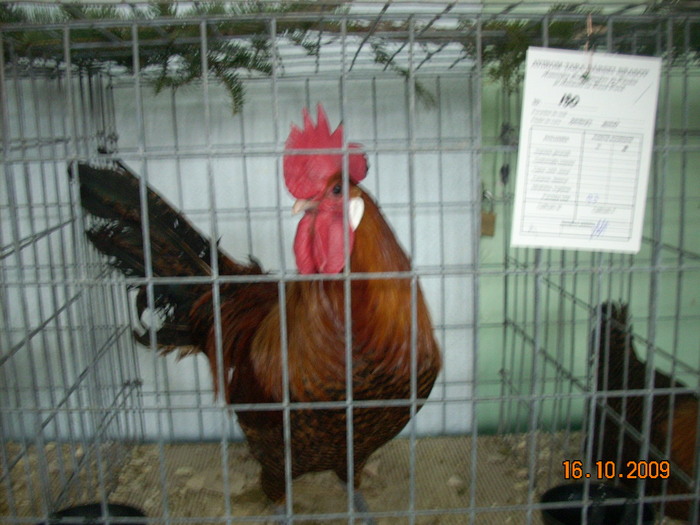 expo2010 brasov (31) - expozitie 2010 brasov