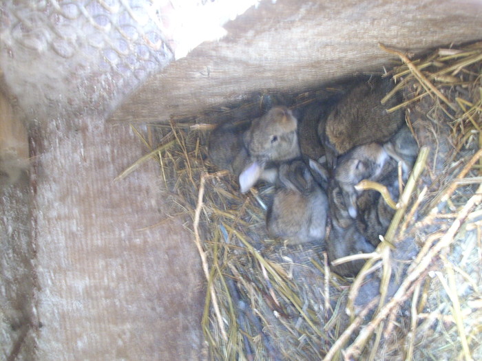 iepuri (1) - Iepuri belgian urias 2010