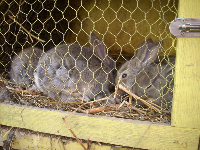 iepuri (6) - Iepuri belgian urias 2010