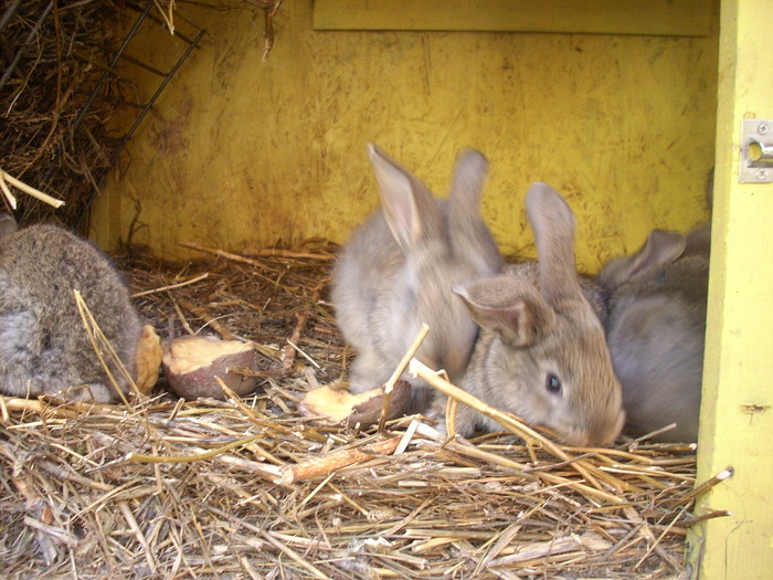 iepuri (7) - Iepuri belgian urias 2010
