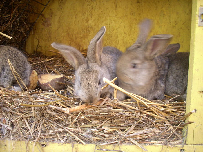 iepuri (8) - Iepuri belgian urias 2010