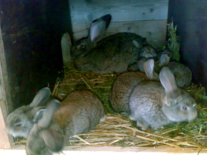 Femela(1) cu pui - Poze iepuri