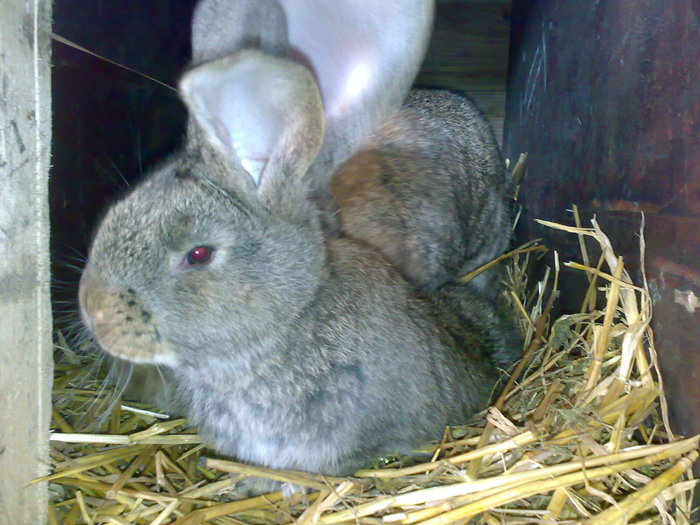Femela(3) cu pui - Poze iepuri