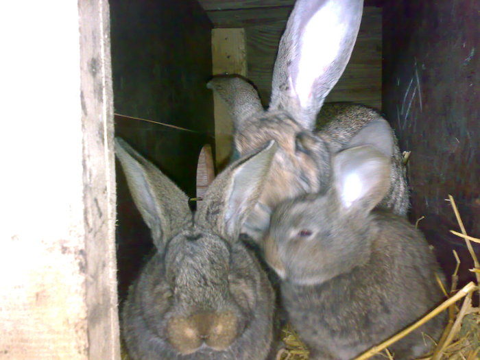 Femela(3) cu pui - Poze iepuri