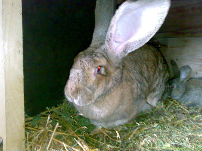 Femela(2) cu pui - Poze iepuri
