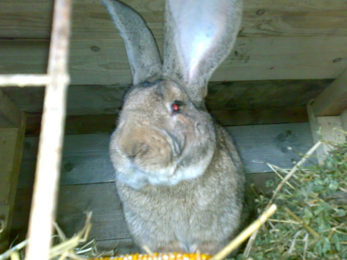 Mascul(2)