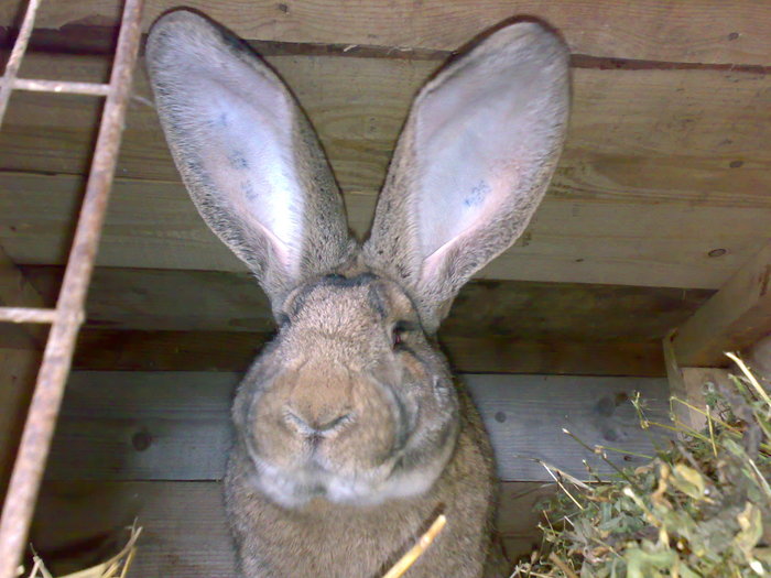 Mascul(2) - Poze iepuri