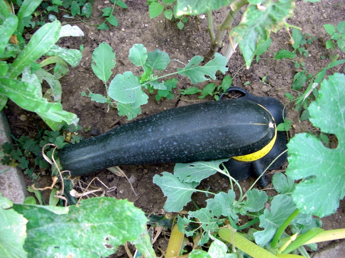 CIMG2696