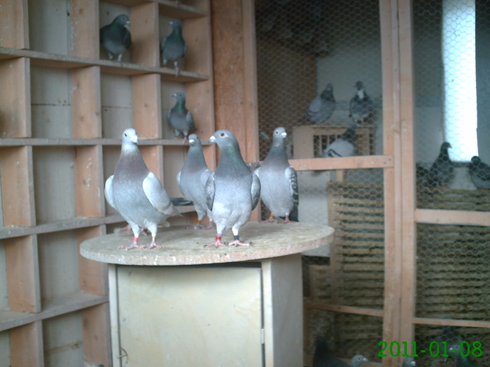 poze  noi 2011 ianuarie 126
