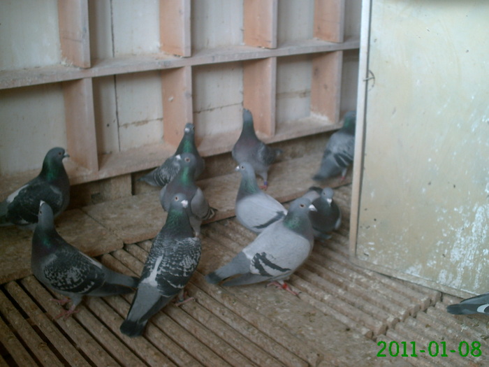 poze  noi 2011 ianuarie 127