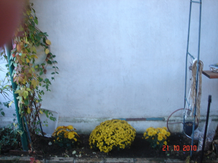 crizanteme - 2010 achizitii de toamna