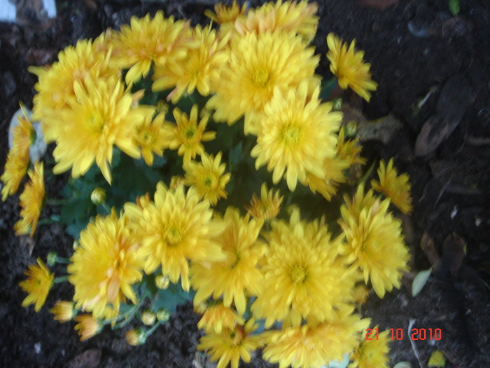 crizantema - 2010 achizitii de toamna