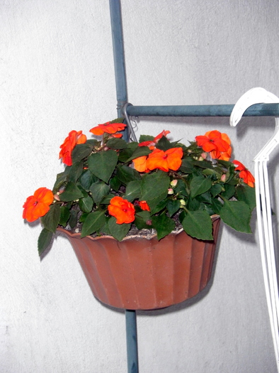 impatiens - diverse plante