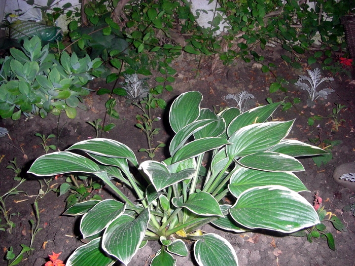 hosta - diverse plante