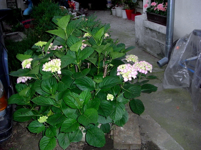 hortensie - diverse plante