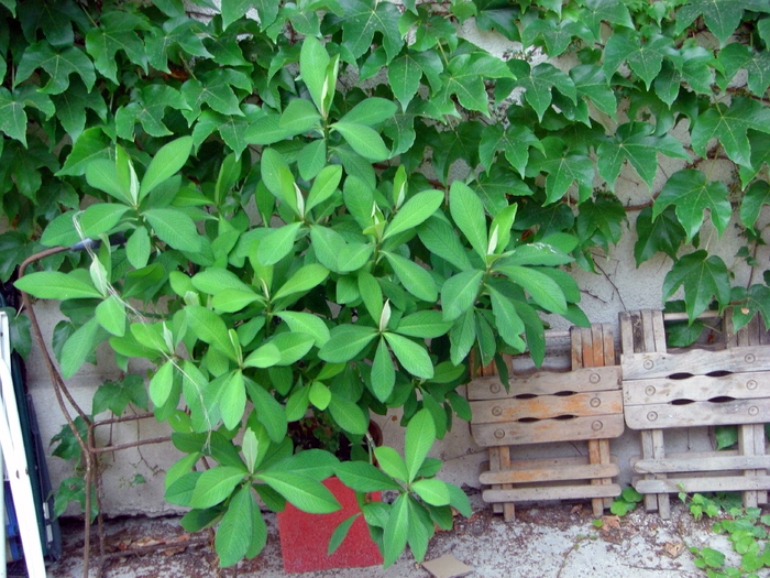 arbore de cauciuc - diverse plante