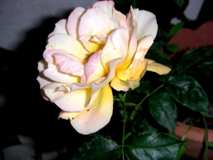 CIMG2488 - trandafiri 2010